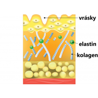 Эластин (Elastin)